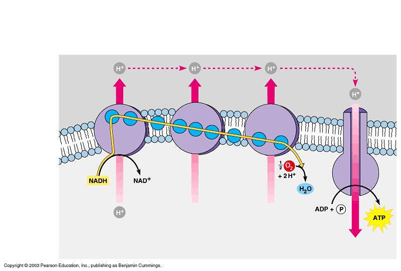 Chemiosmosis/ ETC occurs on the inner membrane of the mitochondria Protein complex Intermembrane space Electron