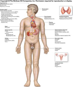 Human Anatomy, First Edition McKinley & O'Loughlin Chapter 20 Lecture Outline: Endocrine System 1 Endocrine System Endocrine system and the nervous system