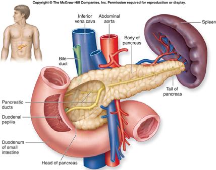 Pancreas Alpha cells secrete glucagon when blood glucose levels drop. Beta cells secrete insulin when blood glucose levels are elevated.