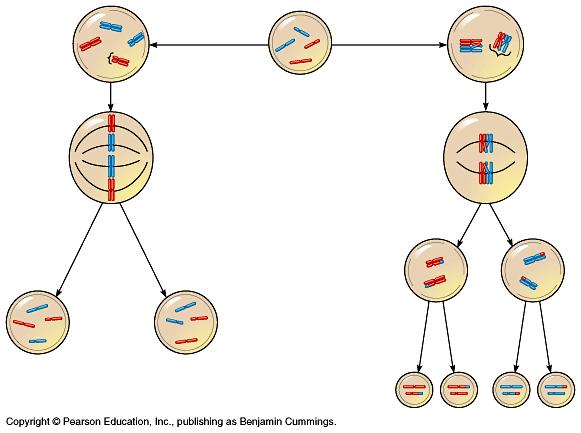 Law of Independent Assortment Which stage of meiosis