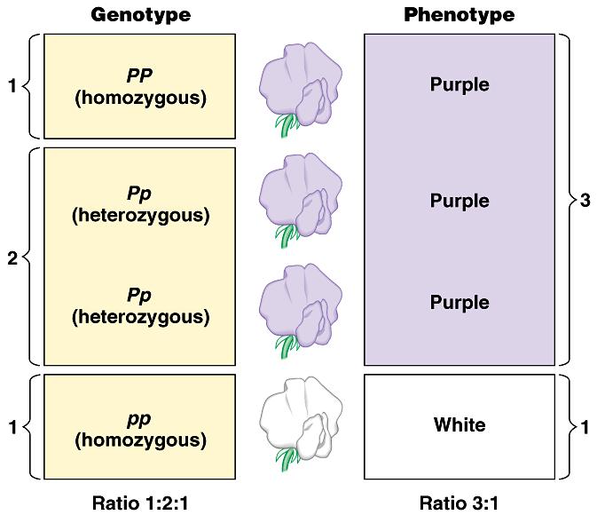Genotypes Homozygous = same alleles = PP, pp Heterozygous =