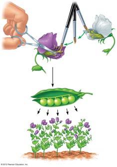 Figure 9.2C_s3 Removal of stamens White Parents (P) Carpel Stamens 2 Transfer Purple of pollen 3 Carpel matures into pea pod Seeds from pod planted Offspring (F ) Figure 9.