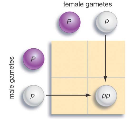 Punnett Grids Graphical representation of possible offspring Each parent occupies one side Each parental gene occupies one side of a box Based on ideas of