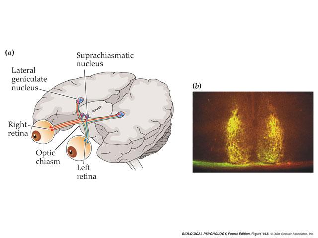 A diffuse network of nerve pathways in the