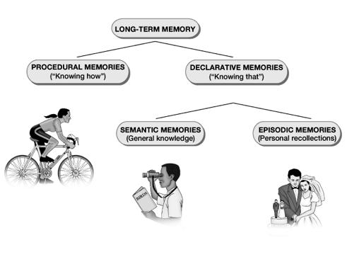 Types of long-term memories Your turn What kind of memory is your memory for the fact