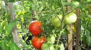 including controlled growing environments such as greenhouses. Tomato plant nutrition is one factor which is continually changing with the use of new cultivars, systems and methods of production.