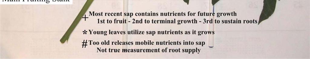 Growers who will monitor, adjust and fine-tune plant nutrition are at an advantage in terms of economy,
