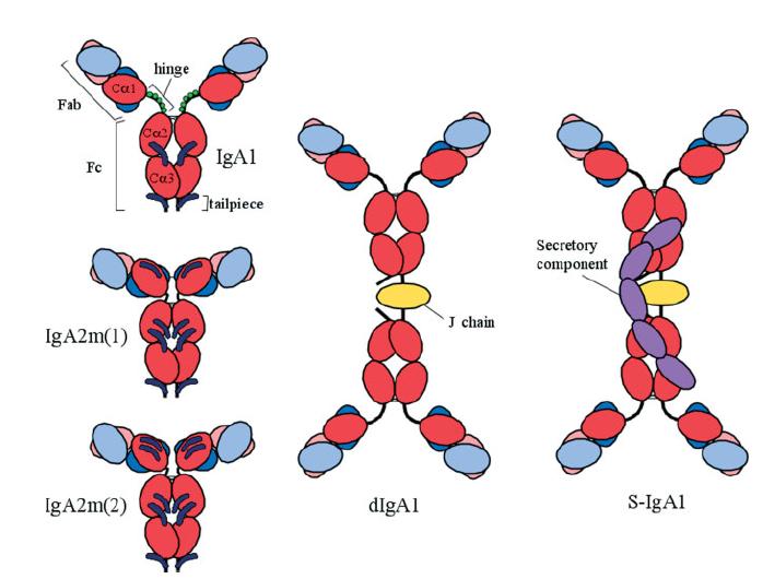 Introduction to IgA Transport of IgA across the mucosal epithelium IgA2 has a shorter hinge region; less vulnerable to cleavage The secretory component is the receptor for polymeric immunoglobulin