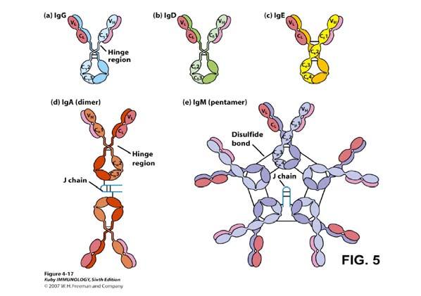 Ig ISOTYPES (classes and subclasses) IgG - immunoglobulin G (see Fig. 5) Structure mol. wt. 150-160.