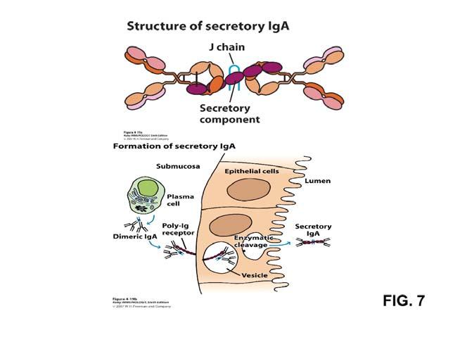 J chain SC (see Fig. 7) carbohydrate 7-11% (on, J chains and SC) Two subclasses IgA1 serum 85% external secretions 40-70% IgA2 serum 15% external secretions 30-60% serum levels 0.5-3.