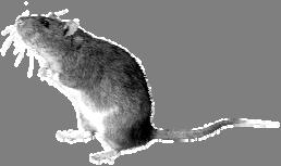 Part II - Directions: Use the passage below to answer items 8a and 8b. Many species of mice were originally found throughout the continents of Asia and Europe.