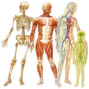 Levels of Organization in the Human Body System Related organs that work together to coordinate