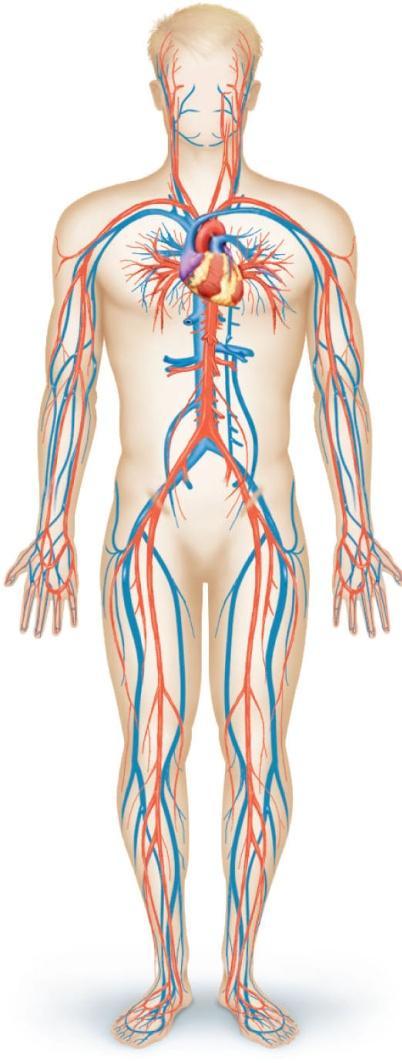 Levels of Organization Major Organs: heart arteries capillaries veins Major Functions: