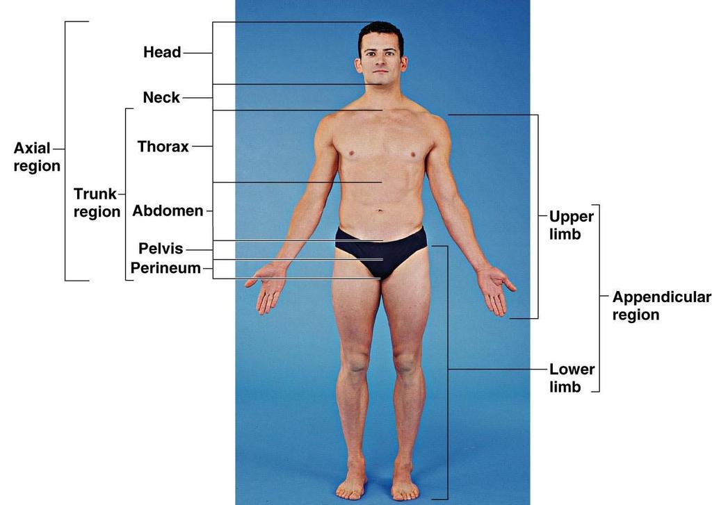 Body Regions names of specific body areas Axial region