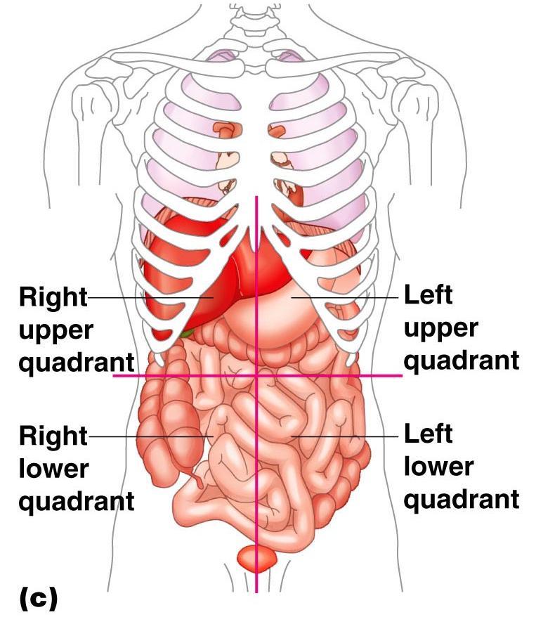 Abdominal Regions and Quadrants Abdominal quadrants divide the abdomen into four