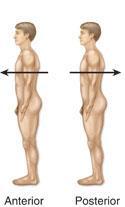Relative and Directional Terms of the Body Relative to front (belly side) or back (back side) of the body : Anterior = In front of; toward the front
