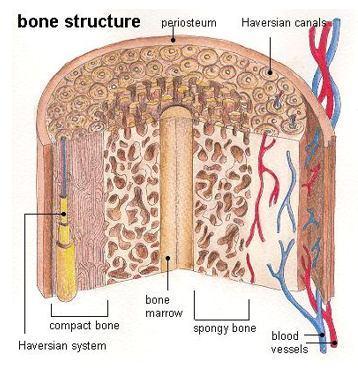 lining Hardness of bone Ultra-thin