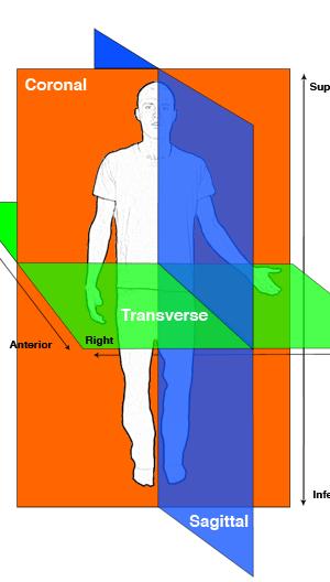 divides body into anterior