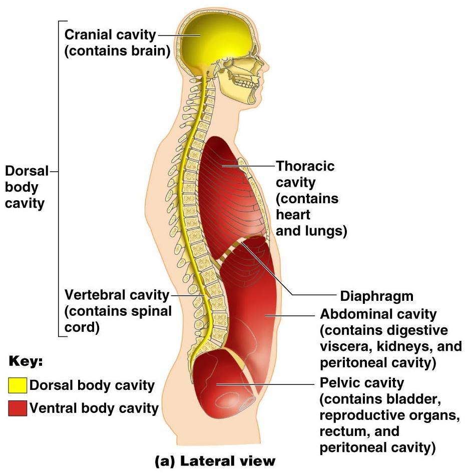 Body Cavities 2 major ones Dorsal cavity subdivided into the cranial cavity and the vertebral cavity.
