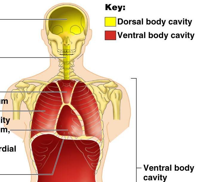 Ventral cavity subdivided into: Thoracic cavity separated by the diaphragm Abdominopelvic Thoracic cavity