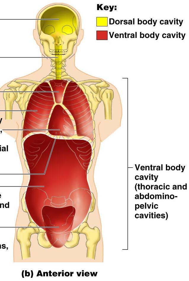 Ventral cavity Abdominopelvic cavity divided into two parts Abdominal cavity contains the liver, stomach, spleen, kidneys, and