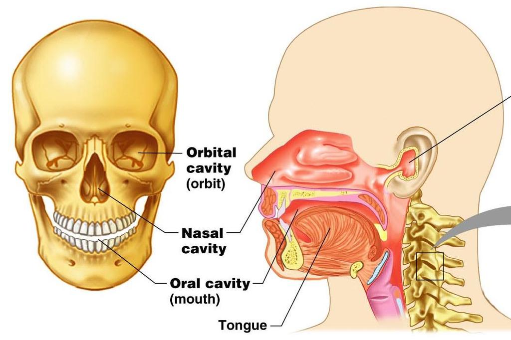 Other Body Cavities (within the head) Oral (mouth) contains teeth and tongue Nasal located within and posterior to