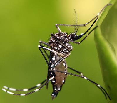 Emerging Diseases: Zika Flaviviridae family, genus Flavivirus Same as WNV May cause asymptomatic virema or present with fever, rash and