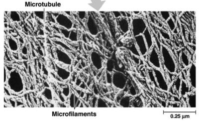 Cytoskeleton Function Structural support - maintains shape of cell -