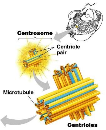 Centrioles Cell