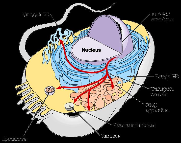 Building Proteins Organelles involved - nucleus - ribosomes - endoplasmic reticulum (ER) -