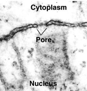 Nucleus contains most of cell s DNA How about the rest?