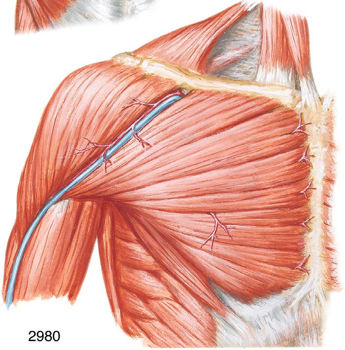 Muscles Anterior Muscles of Shoulder Trapezius m. Deltopectoral triangle Deltoid branch of thoracoacromial a. Deltoid m. Acromion Omohyoid m.