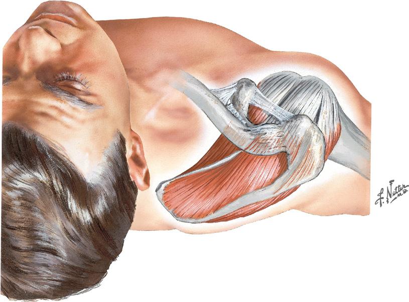 Muscles Rotator Cuff Muscles Superior view Coracoclavicular lig. Trapezoid lig. Conoid lig. Coracoid process Subscapularis tendon Coracoacromial lig.