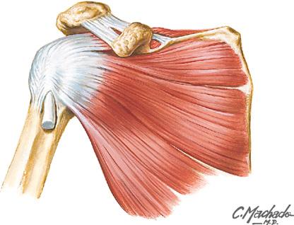 Coracoacromial lig. Coracoid process Acromion Superior transverse scapular lig. and suprascapular notch Supraspinatus tendon Biceps brachii tendon (long head) Supraspinatus m.