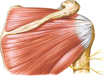 Muscles Origin Insertion Nerve and Segmental Level Action Supraspinatus Supraspinous fossa of scapula Greater tubercle of humerus Suprascapular (C4-C6) Assists deltoid in abduction of humerus