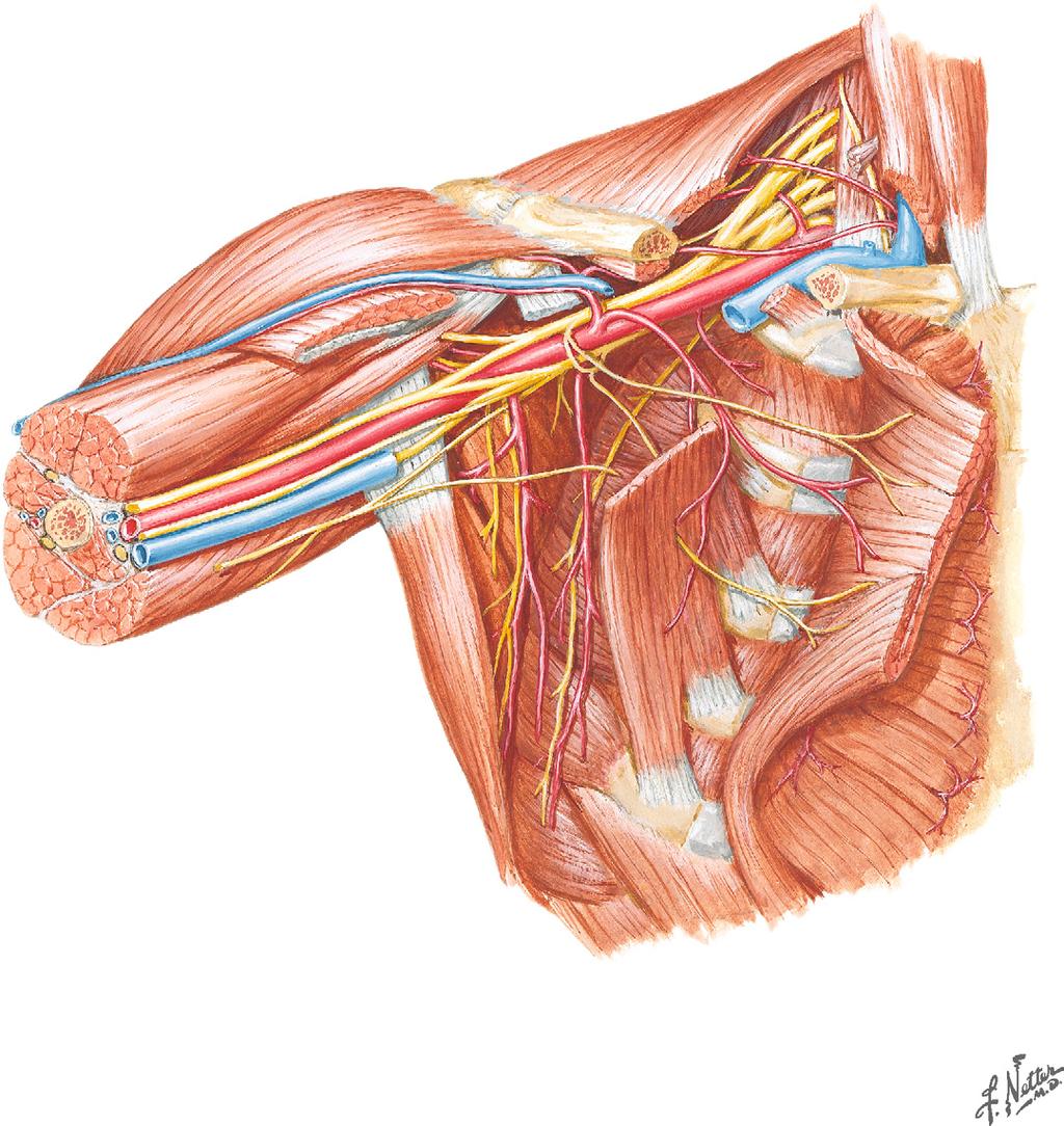 Nerves (continued) Pectoralis minor tendon (cut) Coracoid process Acromion Cephalic v. Musculocutaneous n. Anterior circumflex humeral a. Axillary n. and posterior circumflex humeral a.