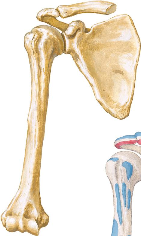 fossa Infraglenoid tubercle Lateral border Inferior angle Lateral supracondylar ridge Condyles Medial Lateral Radial fossa Lateral epicondyle Medial supracondylar ridge Coronoid fossa Medial
