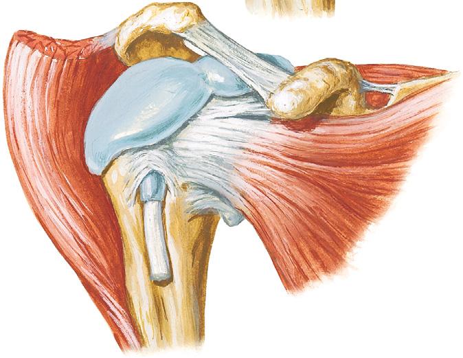 Subdeltoid bursa Infraspinatus tendon (fused to capsule) Glenoid cavity (cartilage) Teres minor tendon (fused to capsule) Synovial membrane (cut