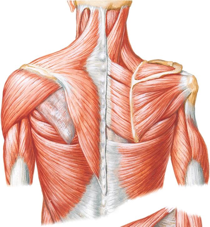 Muscles Posterior Muscles of Shoulder Trapezius m. Semispinalis capitis m. Not connected Splenius capitis m. to upper limb Spinous process of C7 vertebra Levator scapulae m. Rhomboid minor m.