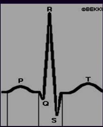 Physiology Muscular pump. Left side is the larger and thicker.