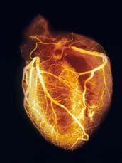 Each side of heart consists of two chambers, an atrium and a ventricle.