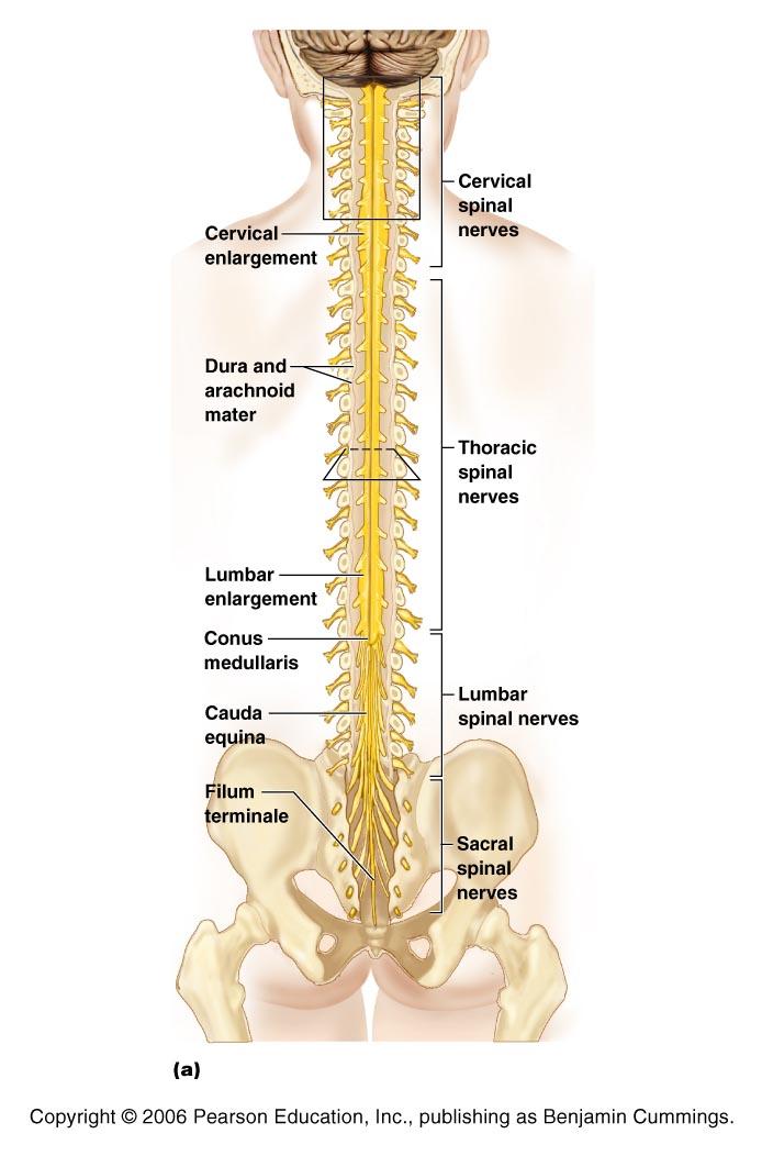 Distal End Conus medullaris: thin, conical end of the spinal cord Cauda equina: nerve roots extending below conus medullaris Filum terminale: thin thread of fibrous tissue at end of conus