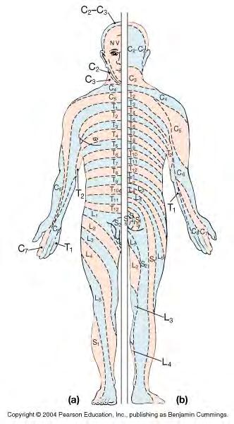 -spinal nerves branch off cord near to what they innervate -cervical and lumbar enlargements of cord house cell bodies of motor neurons for muscles