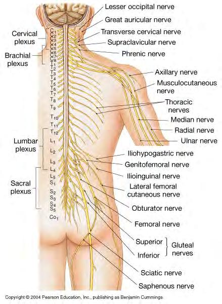 -most spinal nerves do not go directly to target: axons from multiple nerves intermingle in