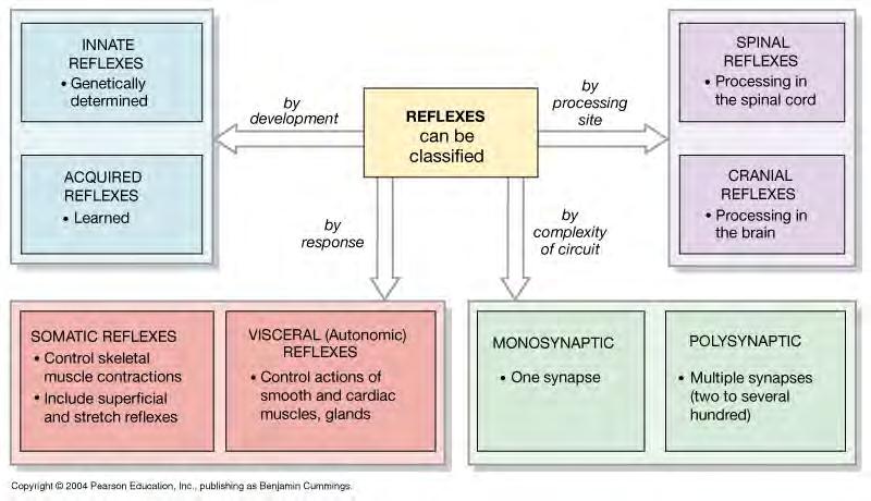 Reflex Classification -four ways to classify (on handout) Superficial somatic