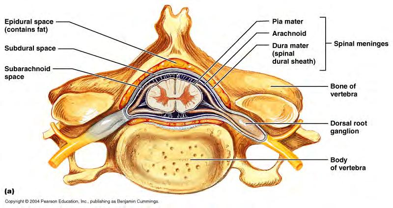 -spinal roots exit vertebral canal through intervertebral foramen -dorsal and ventral roots