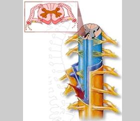 Unit 4: Spinal Cord Denticulate ligament (Refer fig. 21) (Fig.