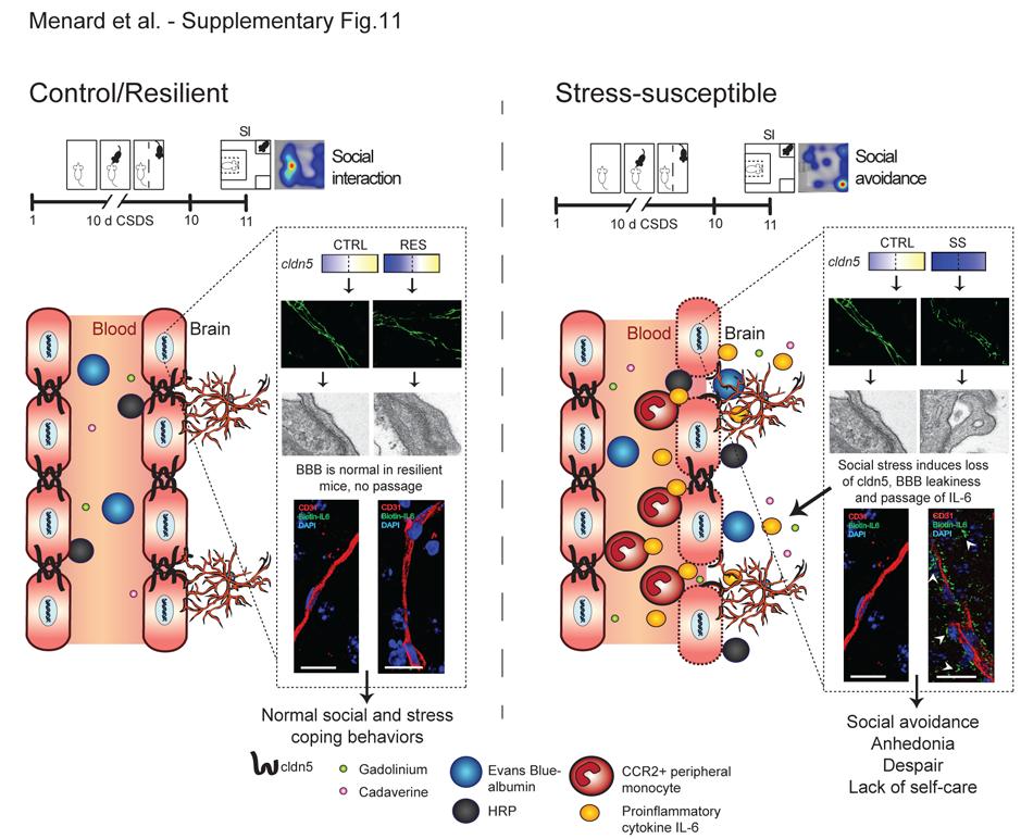 Supplementary Figure 11 Social stress induces neurovascular pathology and BBB leakiness promoting depression-like behaviors.