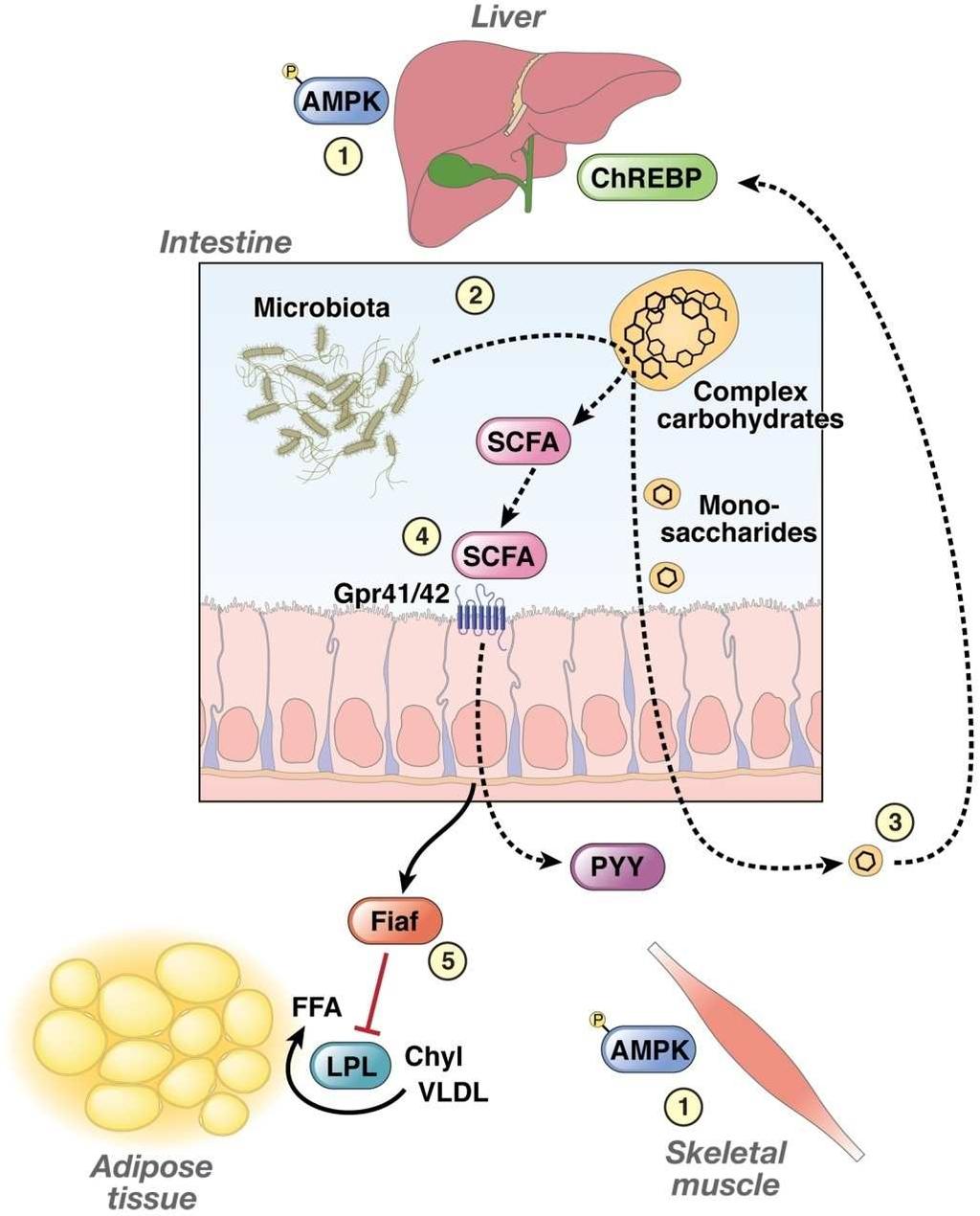 Potential interactions of the microbiota with