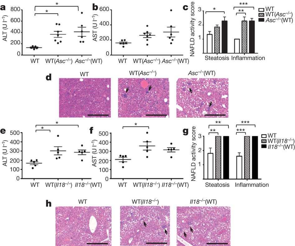 Increased severity of NASH in Asc- and Il18-deficient mice is transmissible to